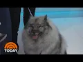 Hoda And Meredith Meet The World s Cutest Rescue Dog TODAY