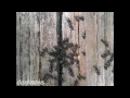 All Seasons Pest Control Spanaway WA 98387