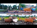 TERBARU 2025....!! MALEAN SAMPI DI DASAN TERENG NARMADA