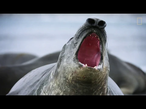 Wild_Life: Resurrection Island Trailer (Season 2)