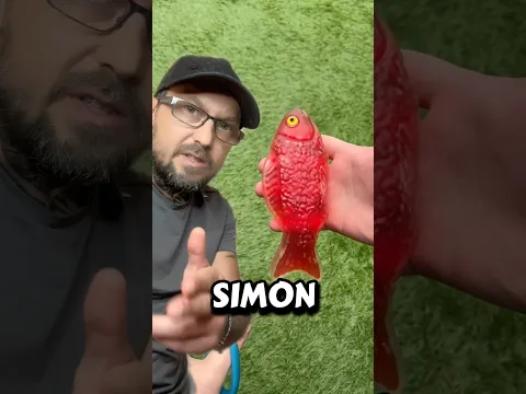 Simon says you lose