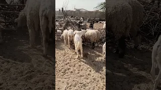 الماعز ترقص بدلا من التزاوج Goat Animals Shorts 