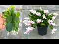 The effect of toilet paper in the Christmas cactus