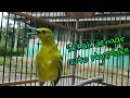 Download Lagu Langsung nyahut! pancingan cipoh jantan galak ngekrek suara kasar [burung bapak]