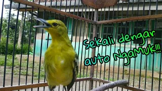 langsung nyahut pancingan cipoh jantan galak ngekrek suara kasar burung bapak 