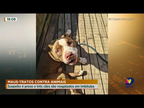 Maus-tratos contra animais: suspeito é preso e três cães são resgatados em Imbituba