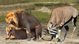 Gemsbok Bravely Attacks Herd Lion To Rescue His Teammates - Lion Vs Gemsbok, Cheetah, Wildebeest