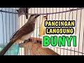 Lagu Pancingan trucukan BETINA MEMANGGIL JANTAN bikin Trucukan Apapun akan jadi gacor