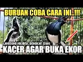 SOLUSI AGAR KACER MAU BUKA EKOR NGOBRA GACOR BONGKAR ISIAN