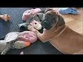 Boerboel Cane Corso mix Grace 10 5 weeks old