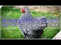 Download Lagu Wyandotte Chickens Are They Right For Your Flock