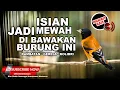 Download Lagu 🔴 Red Siskin Gacor Ngeroll Isian Gereja Kolibri Rambatan Kenari ❗️Canto Pintassilgo Venezuelano
