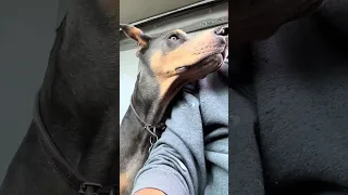 #fyp #dream #doberman #pets #youtube