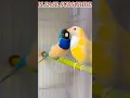 Download Lagu Burung finch paling cantik di dunia 😍 / Burung finch Gouldian / #burung #finch #alam #berlangganan #viral