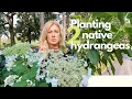 2 gorgeous native hydrangeas more shrubs
