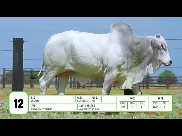 Touro Nelore LSA - 1950