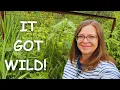 August Garden Update What s Growing Blooming Harvesting