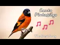 Download Lagu Canto Pintassilgo venezuelano - Red Siskin The BEST Song Training 3H