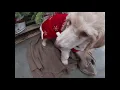 The Fresh Cut Christmas Trees have arrived at Lowes - Come and look with Oodles the French Poodle