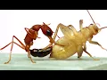 Download Lagu Dit zijn de beste mieren. Echt waar. (Harpegnathos saltator)