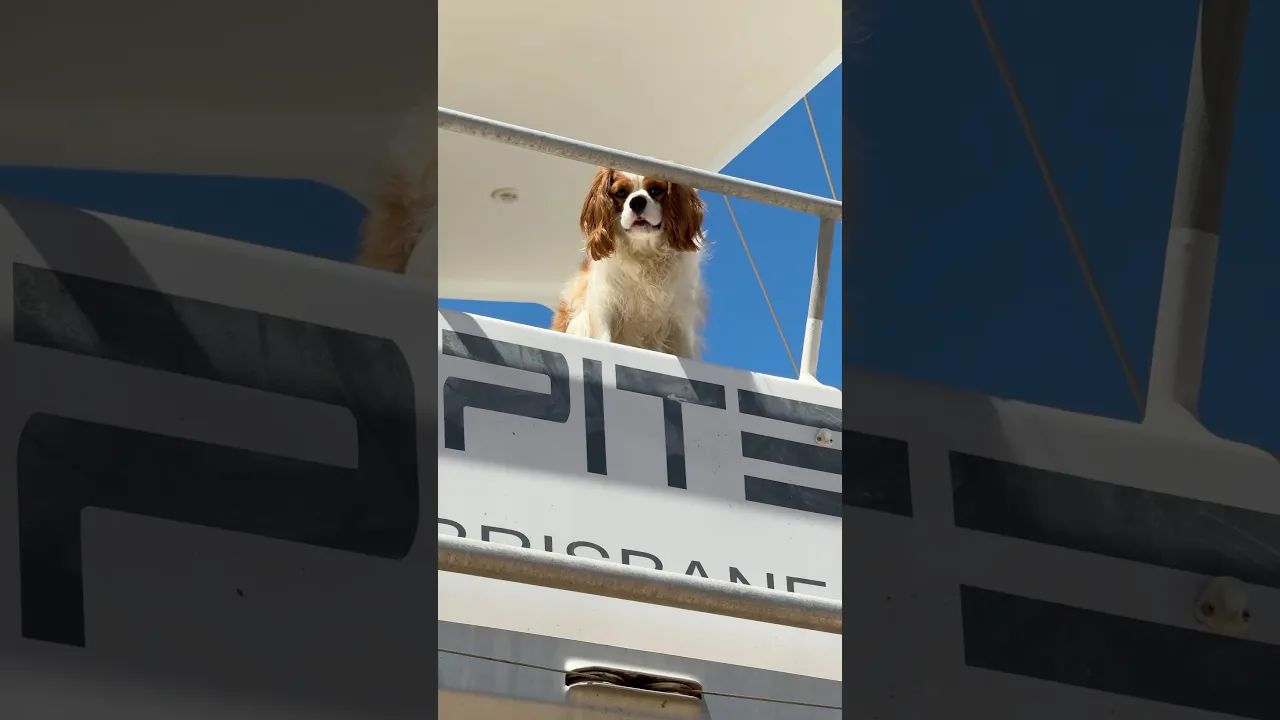 All visitors must be sniff-approved before boarding. Guard dog on duty, will bark for biscuits!