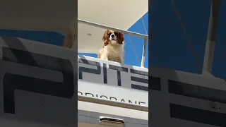 All visitors must be sniff-approved before boarding. Guard dog on duty, will bark for biscuits!