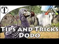 Fast Dodo Taming Guide Ark Survival Evolved Tips and Tricks April Fools 2021