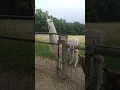 Lama! #lama #minnesota #2023 #farm #лама #ферма #миннесота #рекомендации  #рек