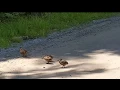 Download Lagu Birds Dancing to Lil Boom - Already Dead (Omae Wa Mou) instrumental [Meme]