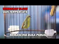 Download Lagu PANCINGAN PLECI NEMBAK TAJAM BIKIN LAWAN CEPAT EMOSI DAN BUKA PARUH