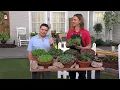 Roberta s 6-Piece Hardy Hens Chicks Live Plants on QVC
