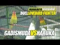 Download Lagu Duel  LOVEBIRD FIGHTER Gadis Muda VS Haruka | MAHAKARYA BOROBUDUR