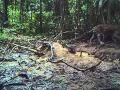 PERU AN UNSEEN WORLD by Paul Rosolie USA - Forest Film Winner