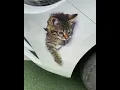 3D realistic cat sticker car
