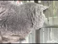 The fat cat gif