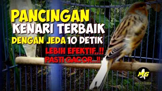 pancingan kenari terbaik dengan jeda 10 detik lebih efektif pasti gacor kenari kenariisianmewah