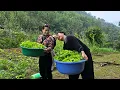 Lagu Single mother and CEO Duong harvests lettuce to sell, Daily Life | Ly Thi Ly