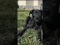 Meet Chip Clip