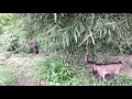 Goat eating bamboo leaves