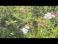 Natuur en wilde bloemen | Muziek | Clip