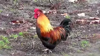 الديك بيصحا بكير 