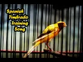 Download Lagu Spanish Timbrado  Canary Singing Powerful Training Song