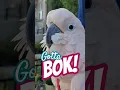 Download Lagu Bok! If you are happy and you know it! #cluckatoo #bokbok #happybird
