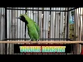 Download Lagu cucak ijo gereja tarung hiper mix isian tengkek buto