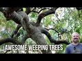 Download Lagu 10 Weeping Trees That Will Transform Your Garden