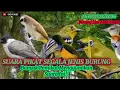 Download Lagu Suara Pikat Segala Jenis Burung Auto Rame Turun tanpa iklan