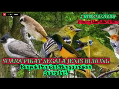 Download MP3 Suara Pikat Segala Jenis Burung Auto Rame Turun (tanpa iklan)