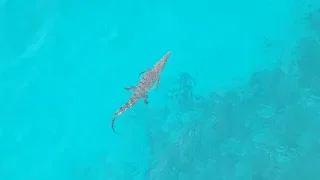 Ep.231 Finding a Crocodile