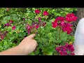 MY BACKYARD RETREAT: Zen Garden, Rare Houseplants & Shade Garden Design Ideas