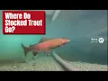What Happens to Stocked Trout After Spring